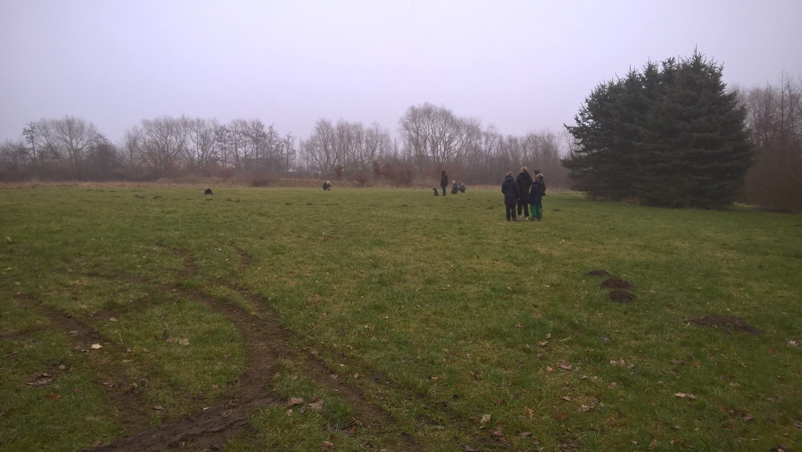 hunde_01.jpg