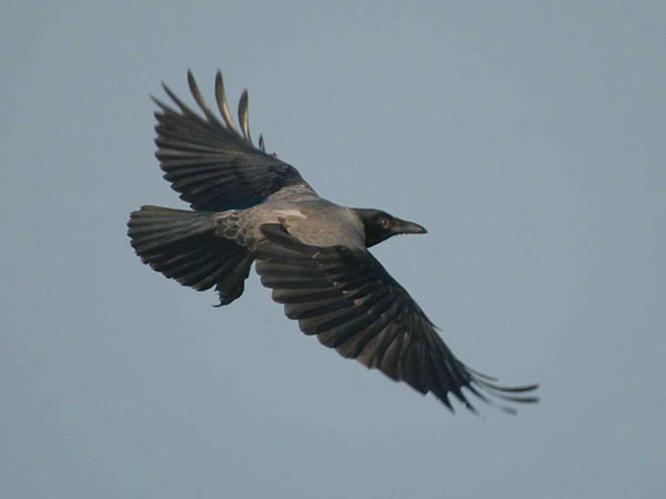 DSC_8104-Krage.jpg
