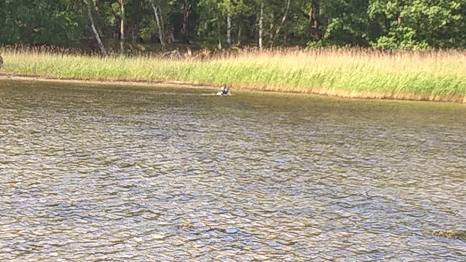 wp_20160612_10_59_53_pro.jpg