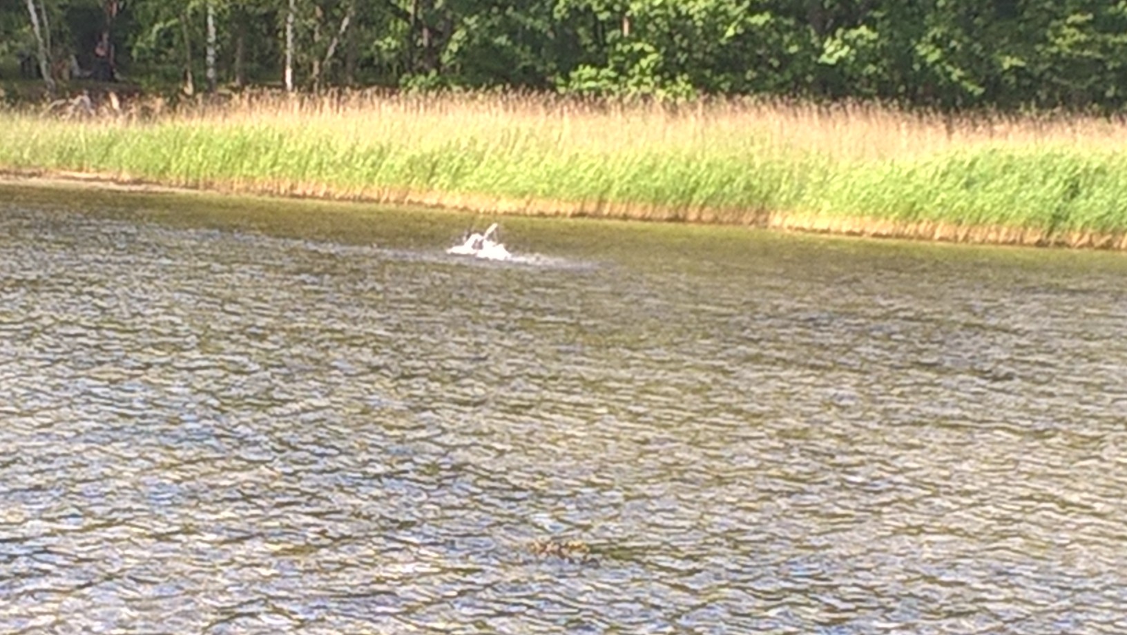 wp_20160612_11_00_37_pro.jpg