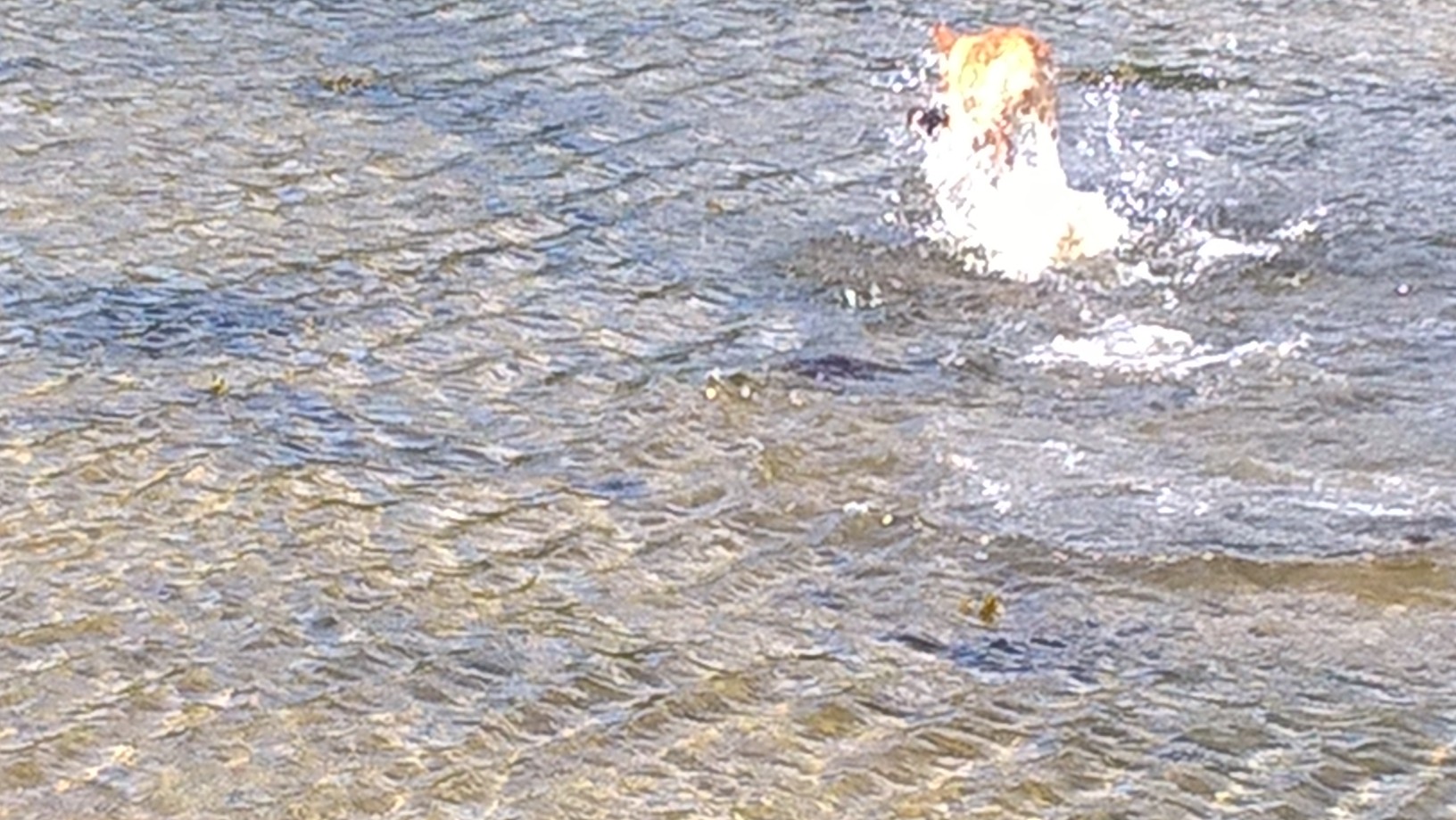 wp_20160612_11_13_21_pro.jpg