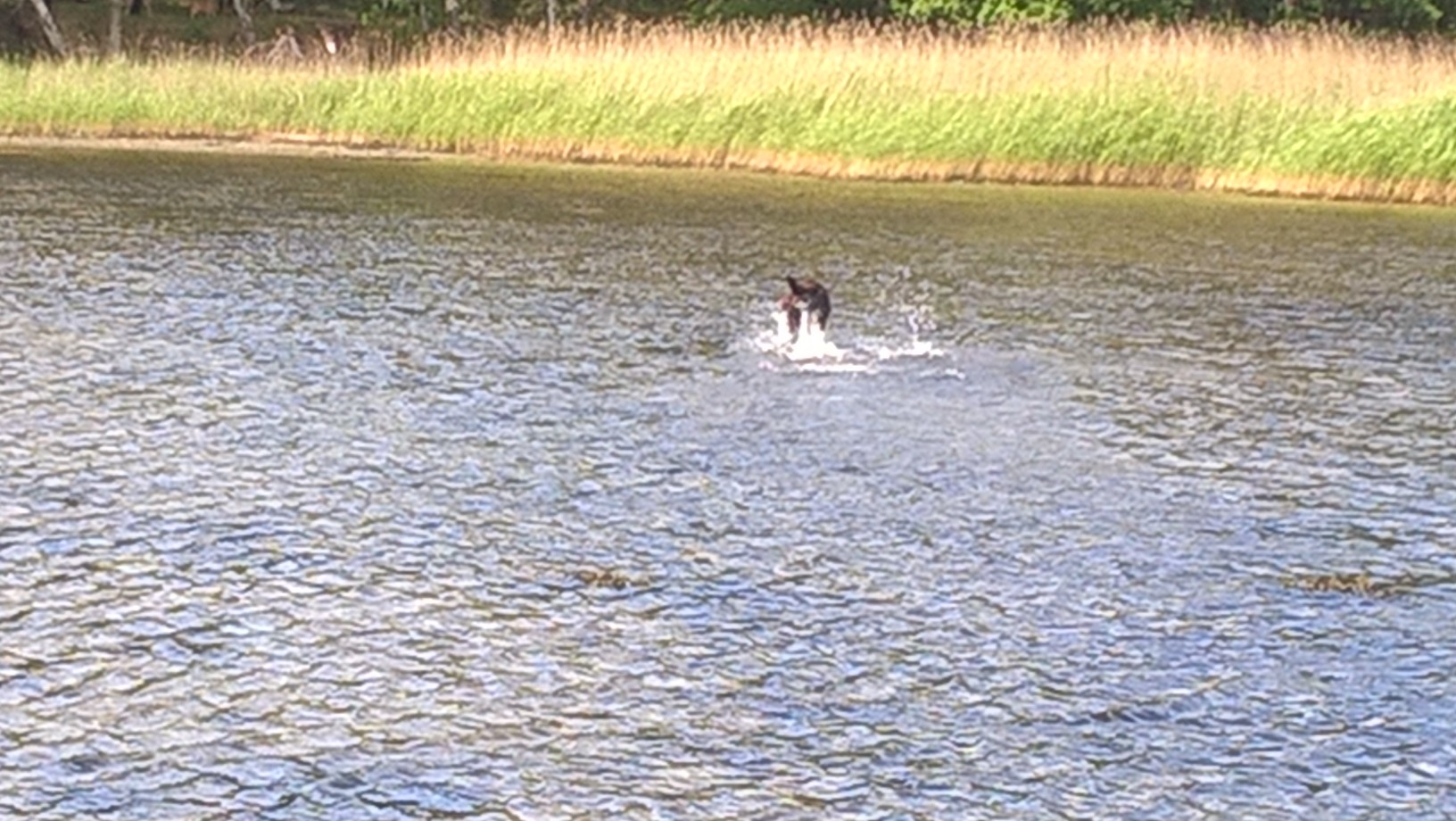 wp_20160612_11_16_20_pro.jpg